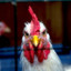 madChicken