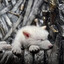 Dire Wolf