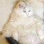 Phat_Cat