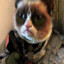 БЕЕЕБРА MiddleCat
