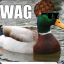 swaggy duck