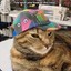 Swager Cat