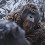 Orangutan enjoyer