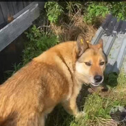 Тагил рулит