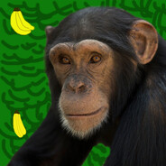 Chimp