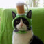Gato de Botas