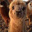 smiling alpaca