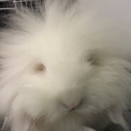 pasipelailee's Steam avatar