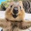 Quokka