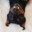 Anubis