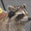 Gay Ass Raccoon