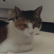 云爸爸中老年男模