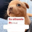 buxi