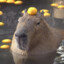 Capybara