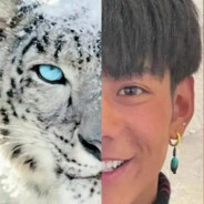 帝國的無雙雪豹.芝士