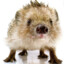 Hedgehog