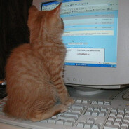 A Cat With A Keyboard