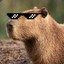 Capybara_Paul