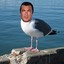 Steven_Seagull