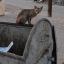 TF|- Jeremy &lt;Dumpster Cat!&gt;