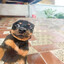caio