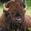 The Boring Bison