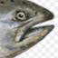 S3LMANSalmonFish