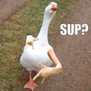 Dr Lamentable Lamantin