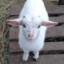 iambbgoat