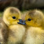 DucksRfat