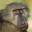 Brazilian Baboon