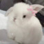 茶茶不是猪