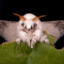 Mozzie Moth