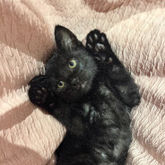 超级无敌猪咪侠