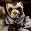 Mr Ferret