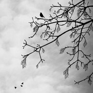 -__VaLar__- avatar