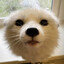 Baxifox