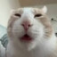 Jesper
