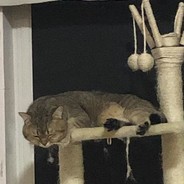 麦当劳立刻上架咔滋脆