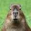 noble capybara