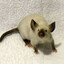 Scycurro