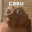 casu