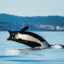 Killer whale