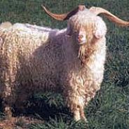 senillitee friend of goats - steam id 76561197963245895