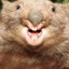 Socrate le wombat