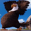 THE mighty eagle