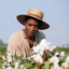 CottonPicker