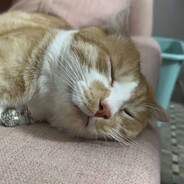 小橘猫