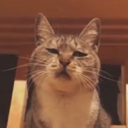 生死看淡不服就干