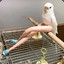 tasteful sidebirb